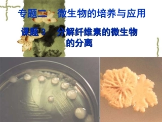 分解纤维素的微生物