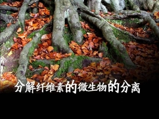 分解纤维素的微生物的分离(4)(人教版选修1)
