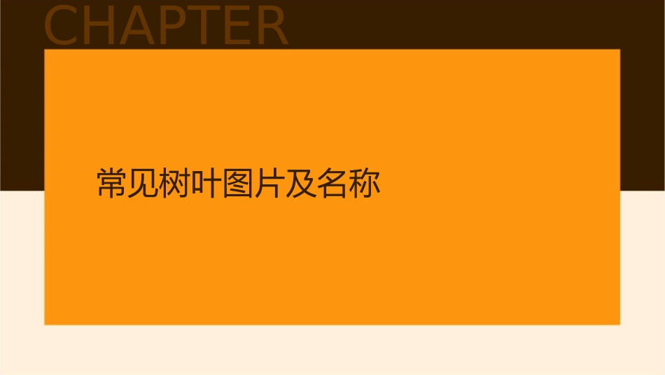 各种树叶图片及名称课件_第3页