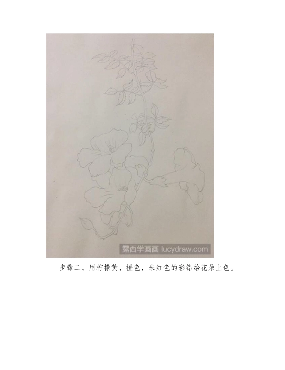 凌霄花彩铅画教程彩铅画教程_第2页
