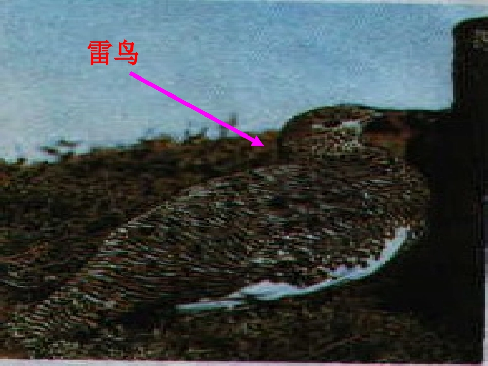 动物怎样保护自己_第2页