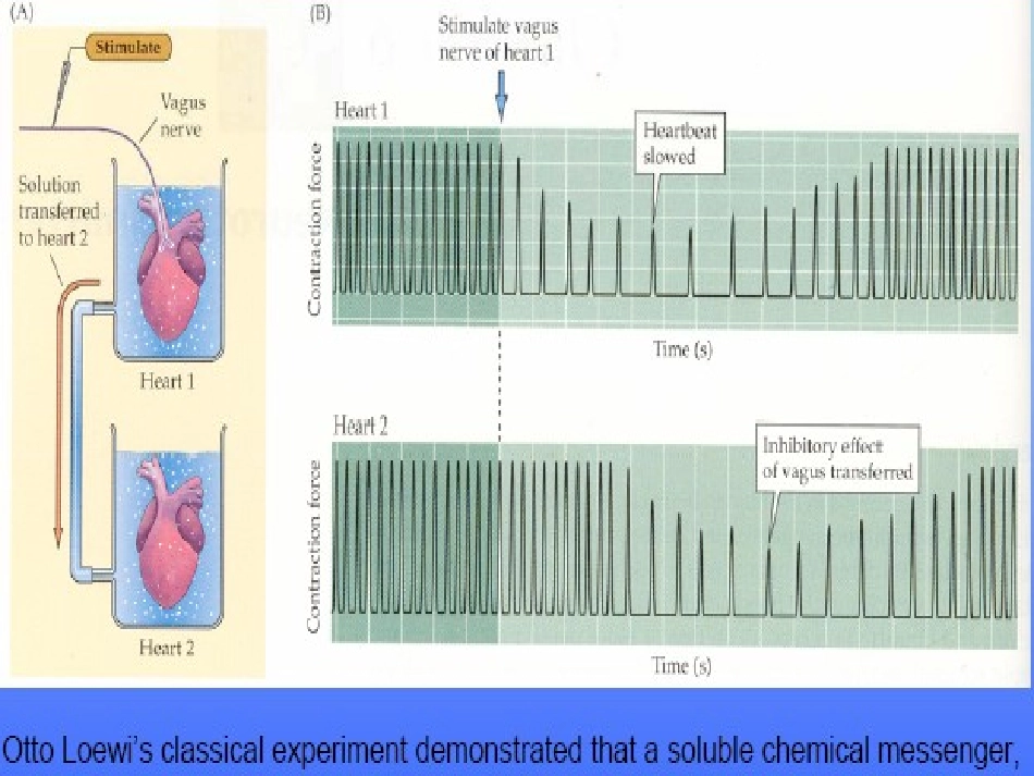 乙酰胆碱-2_第3页