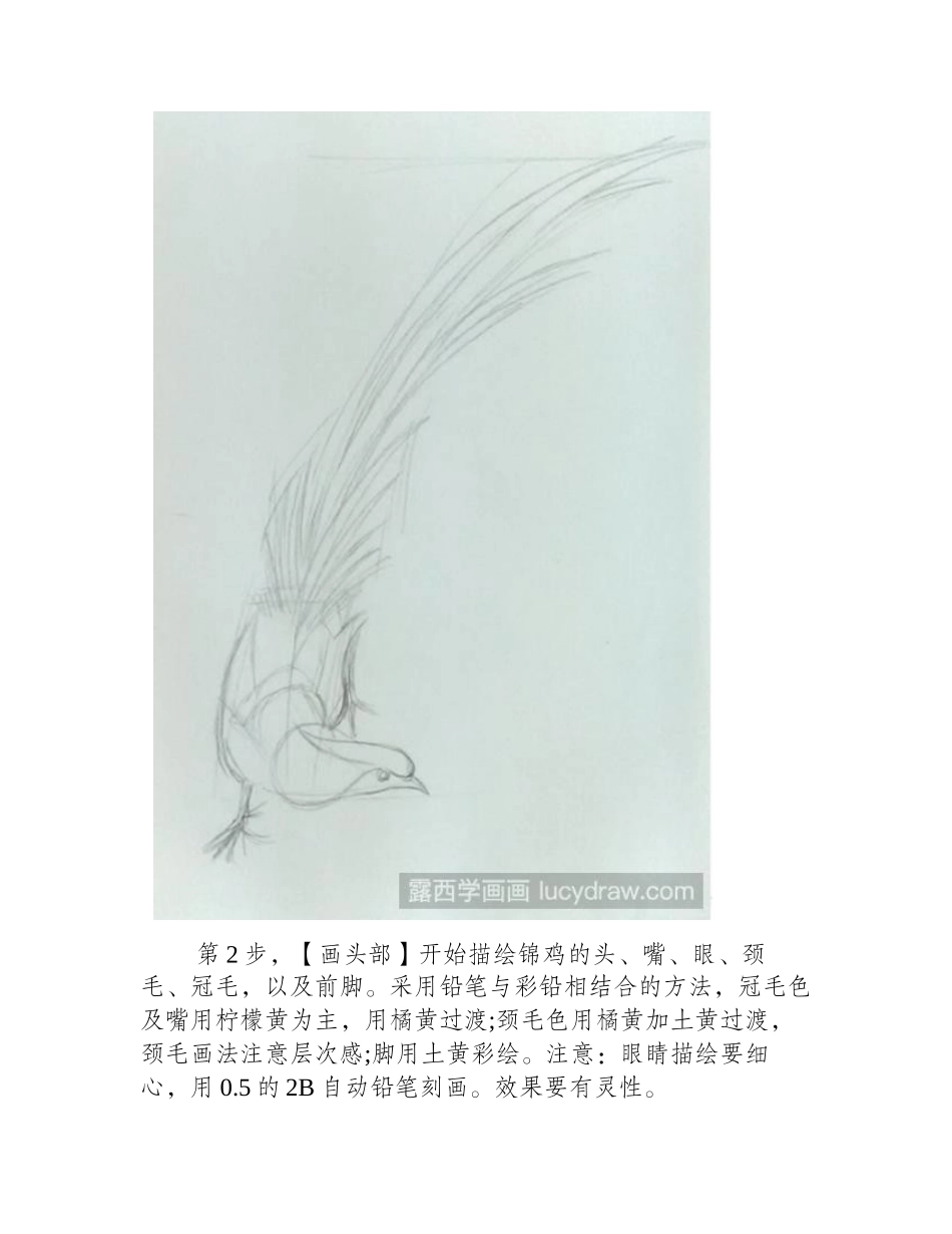 锦鸡彩铅画教程彩铅画教程_第2页