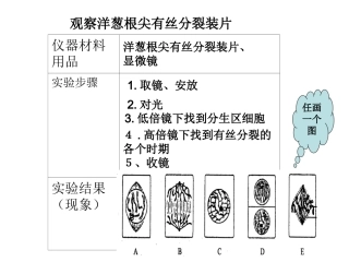 显微镜操作课件