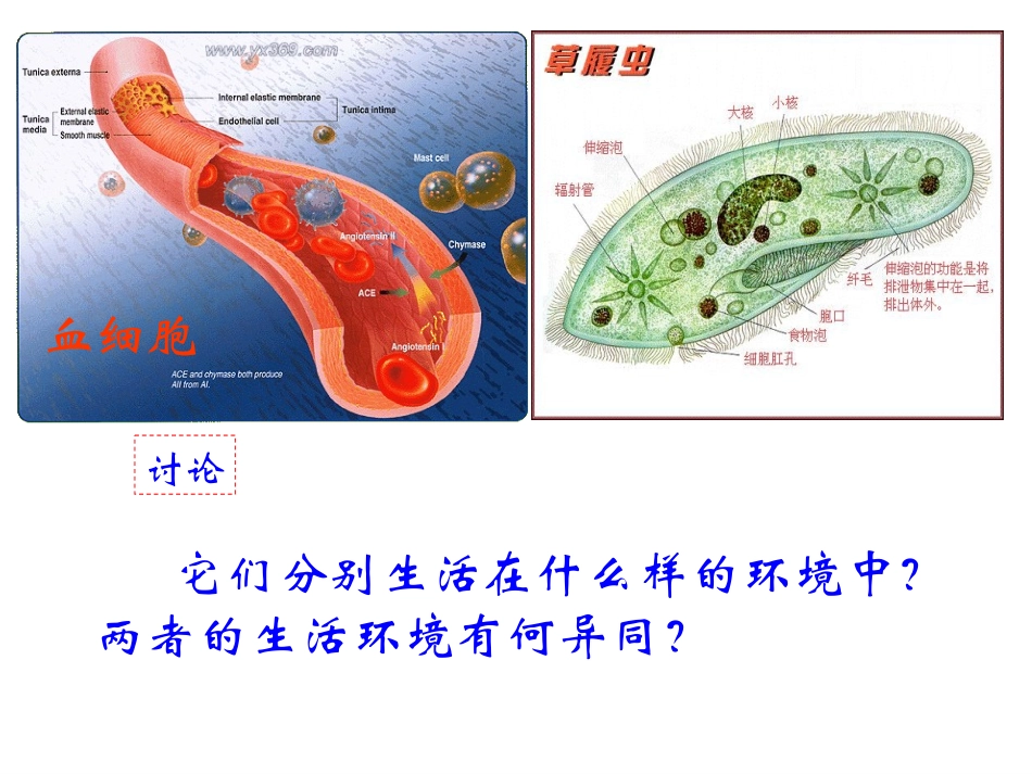 细胞生活的环境_第3页