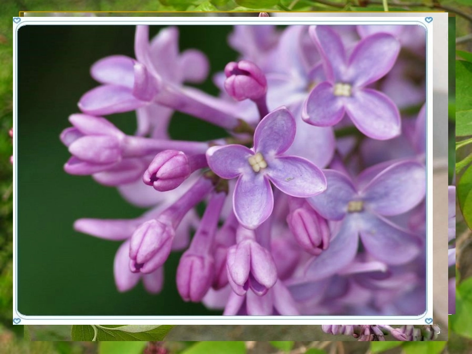 《窗前一株紫丁香》课件(语文S版二年级语文上册课件)_确定_第3页