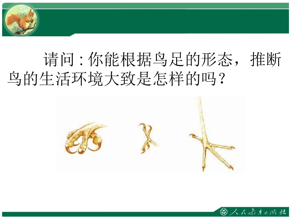 《鸟》教学课件_第2页