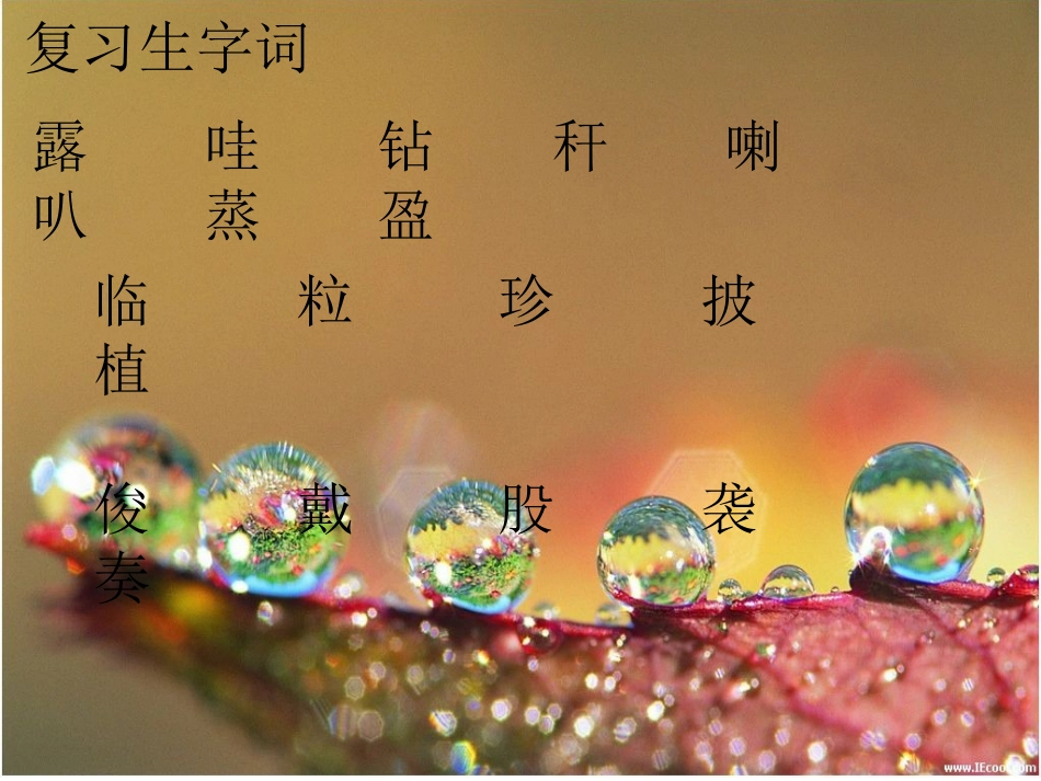 《小露珠》（转载）_第1页