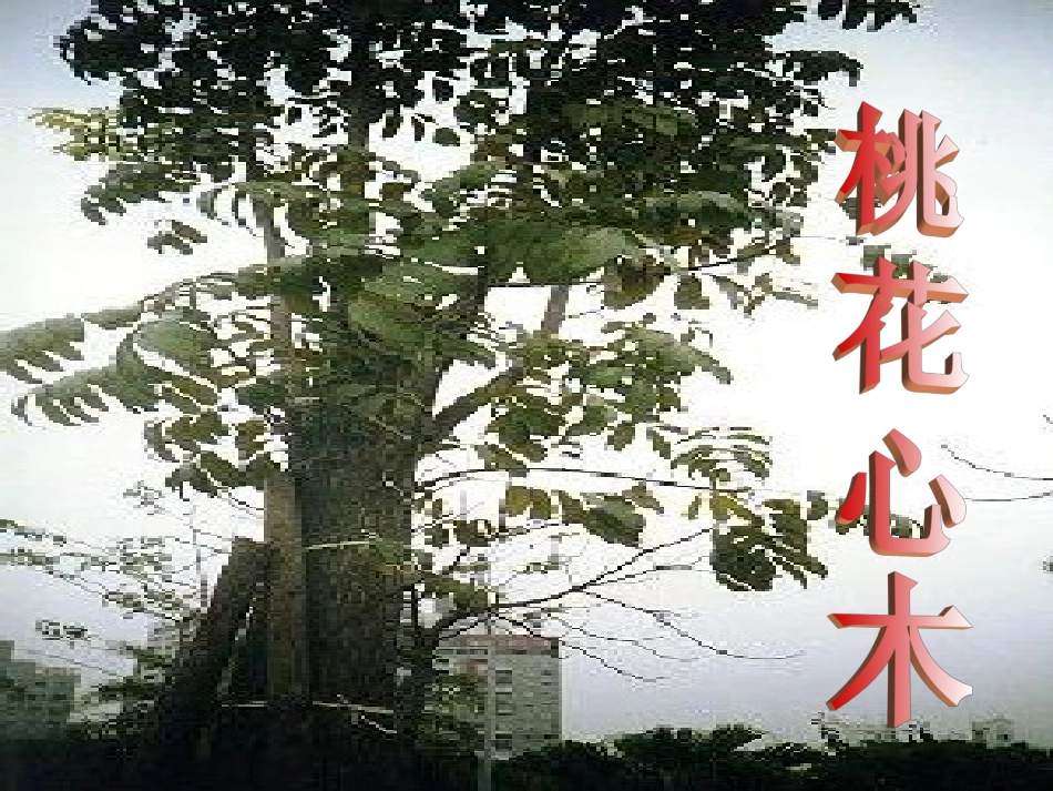 六年级《桃花心木》课件_第1页
