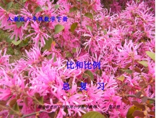 比和比例复习课