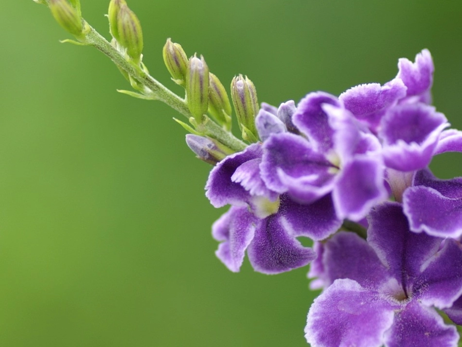 建设有中国特色的社会主义10_第1页