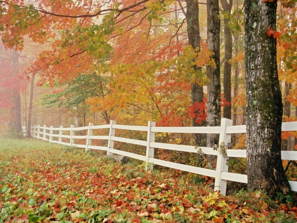 （苏教版）四年级语文课件秋天_第2页