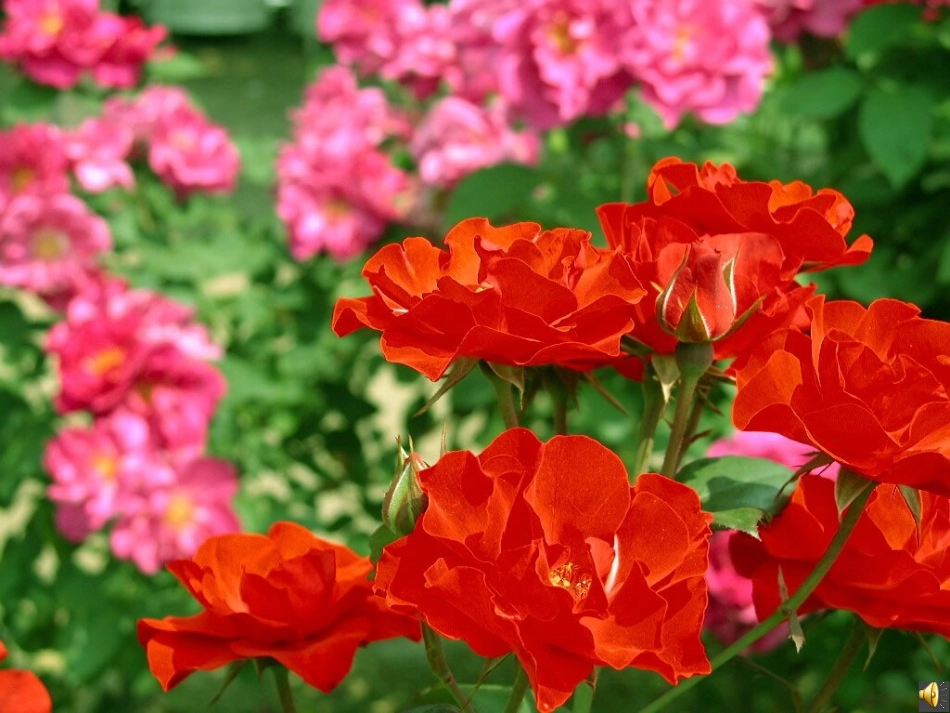 巨人的花园1_第3页