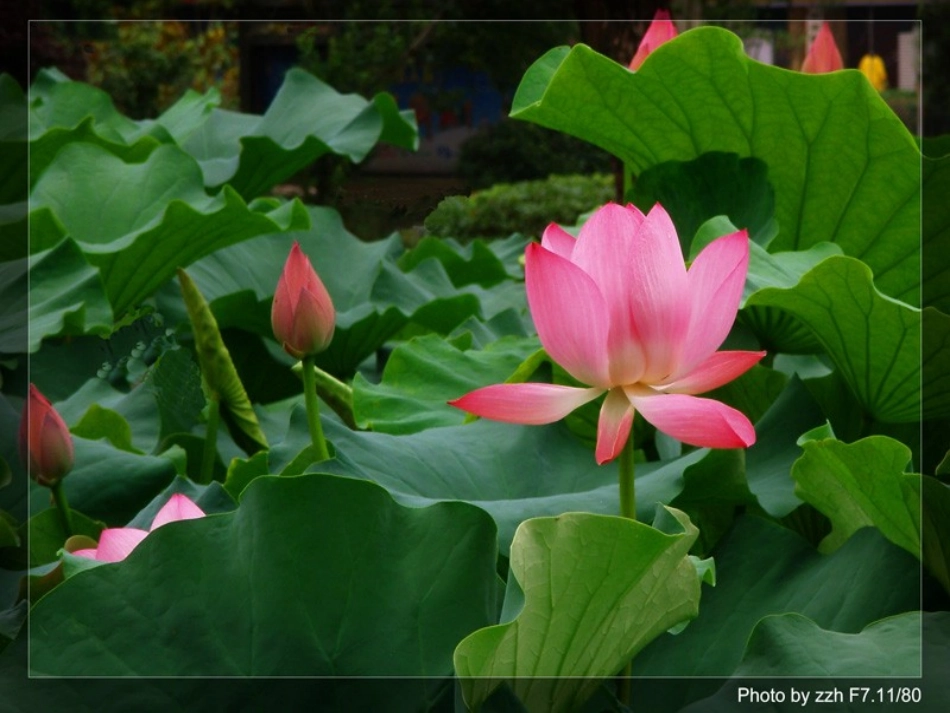 荷塘旧事(1)_第2页