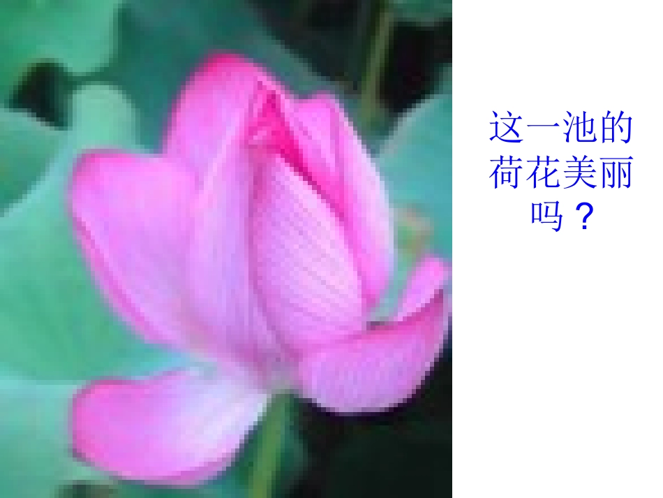 荷塘旧事(1)_第3页