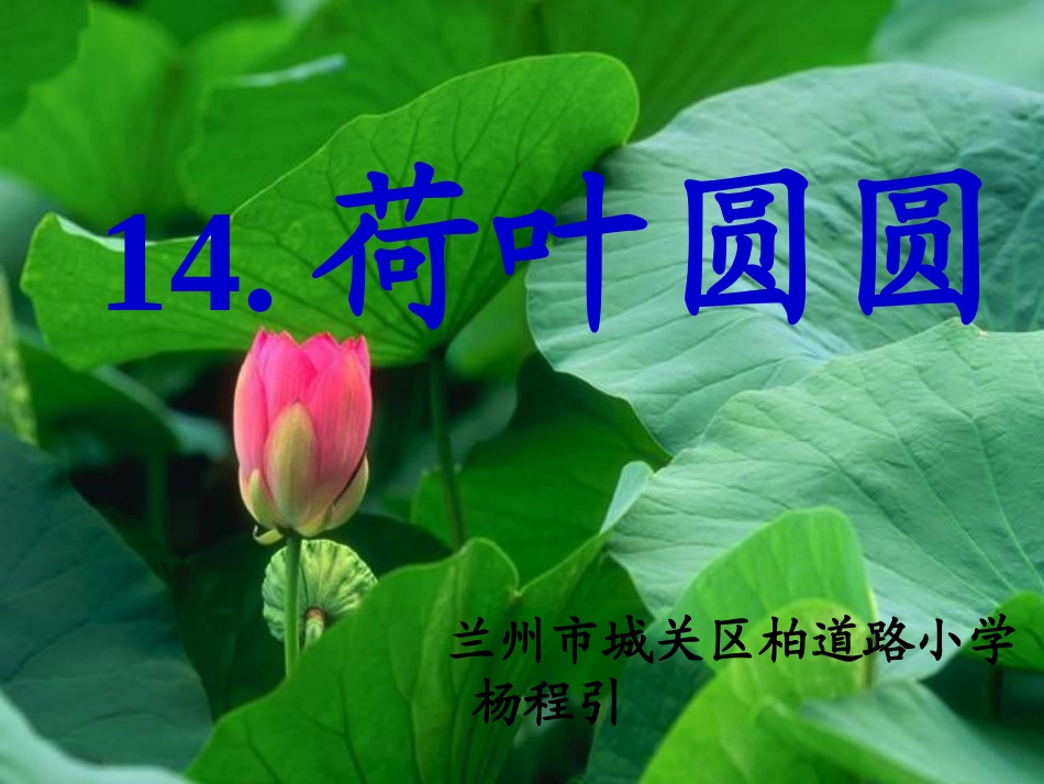 《荷叶圆圆》兰州市城关区柏道路小学杨程引_第1页