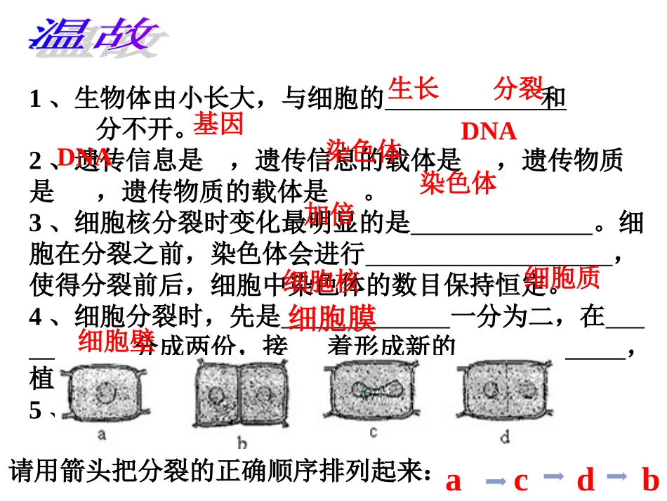 人教版七上第二单元第三章第二节动物体的结构层次（共40张PPT）_第2页