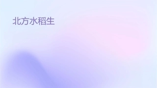 北方水稻生产 水稻生产新技术水稻精确定量栽培技术护理课件