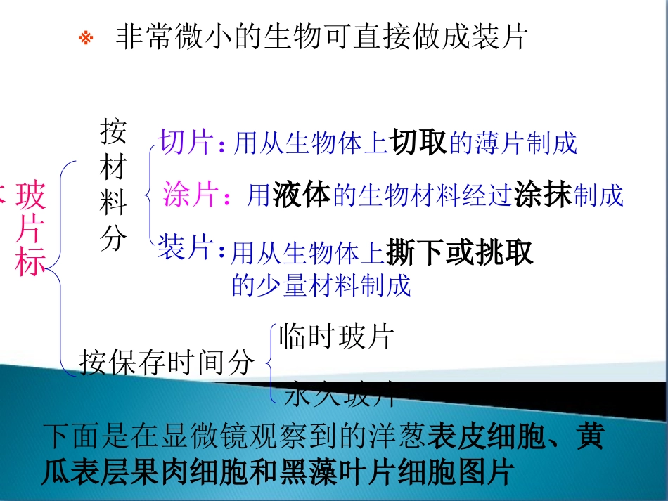 《植物细胞》课件_第3页