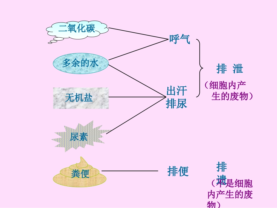 初中一年级生物下册第十一章人体内的废物排入环境第二节人体废物的排出课件_第2页