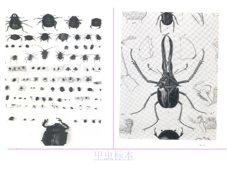 《物种起源》导言_第3页