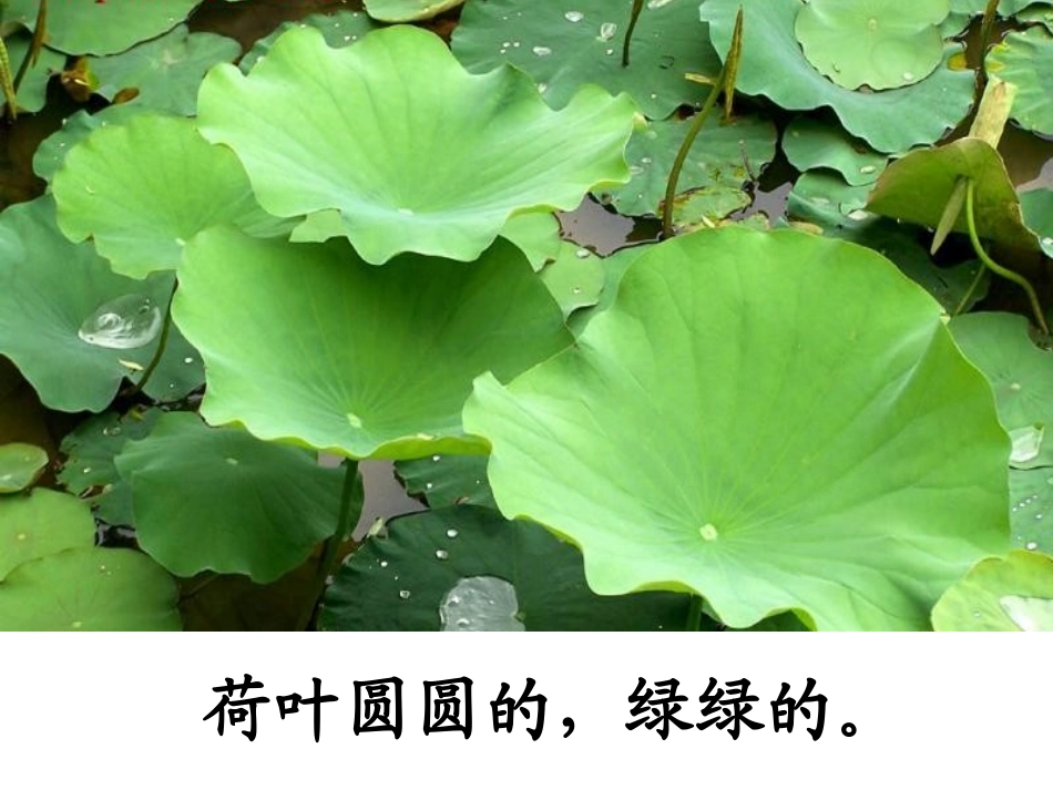 (力荐)14荷叶圆圆_第1页