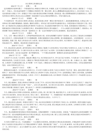 向日葵和玉米观察记录