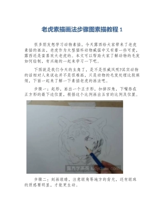 老虎素描画法步骤图素描教程1