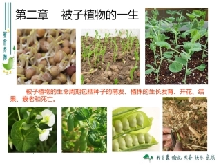 最新人教版321种子的萌发