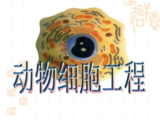 动物细胞培养和核移植技术1