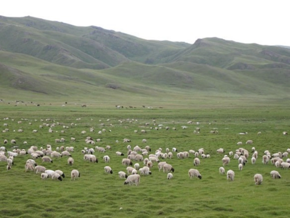 静默草原课件_第2页
