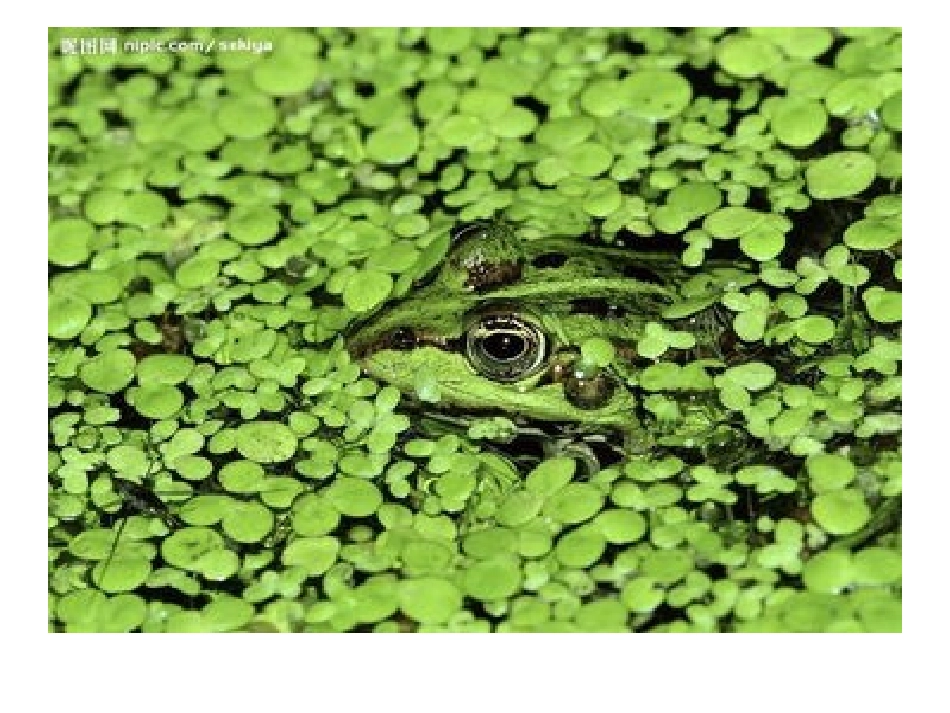 预备班幼儿教育上册第二课时课件_第3页