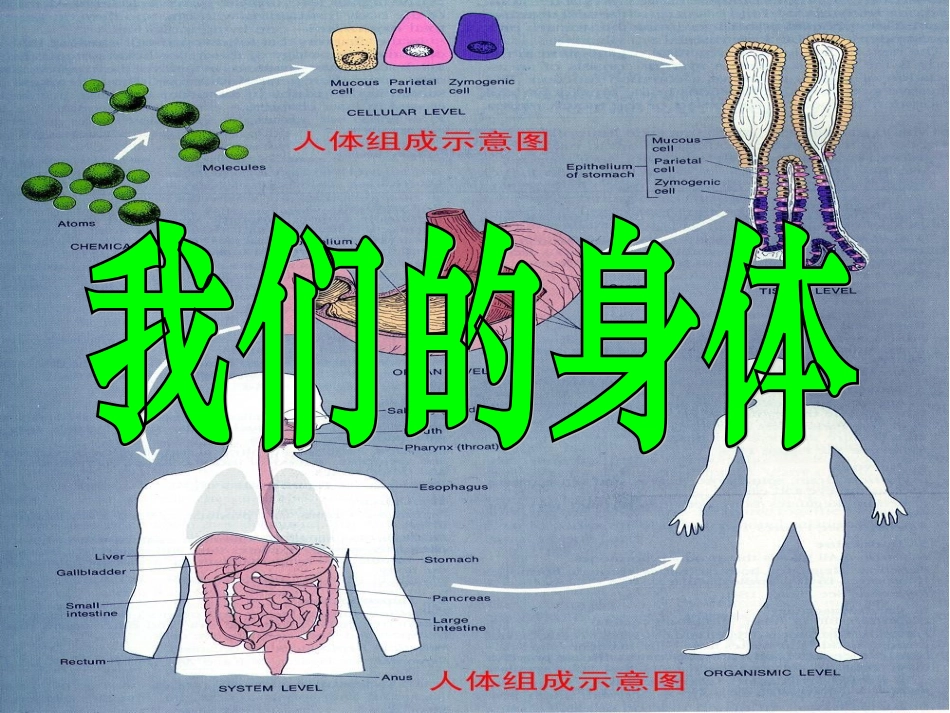 我们的身体[1]_第1页