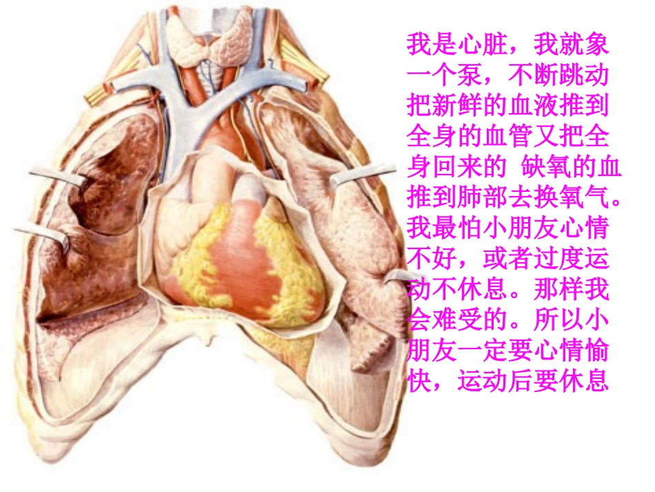我们的身体[1]_第3页