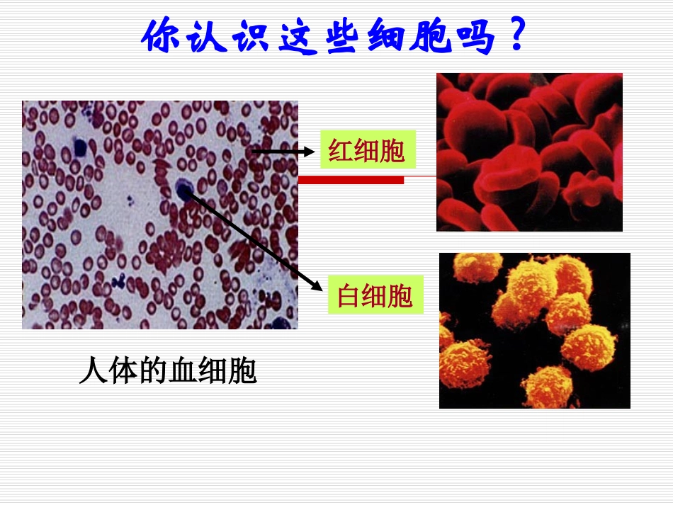 细胞多样性与统一性_第3页