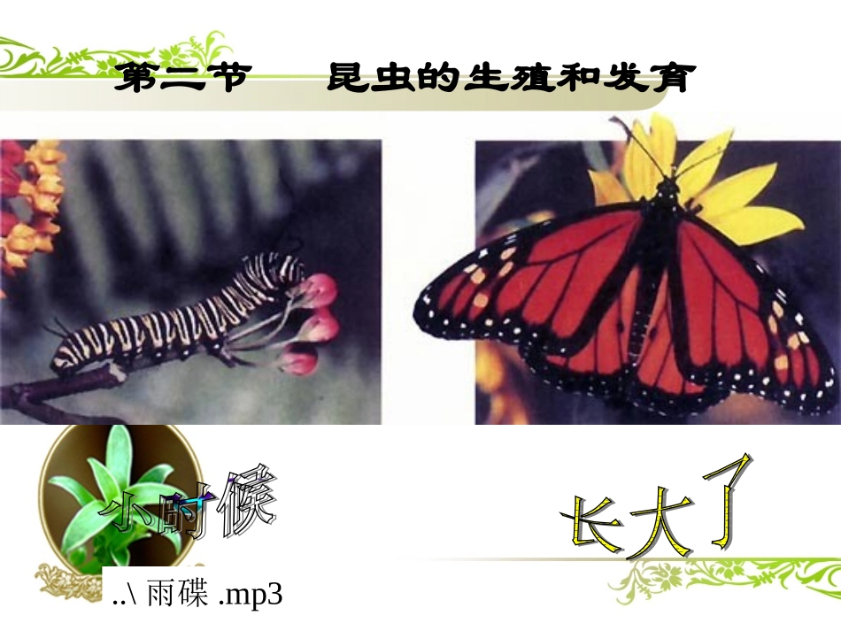 八年级生物：昆虫的生殖和发育_第1页