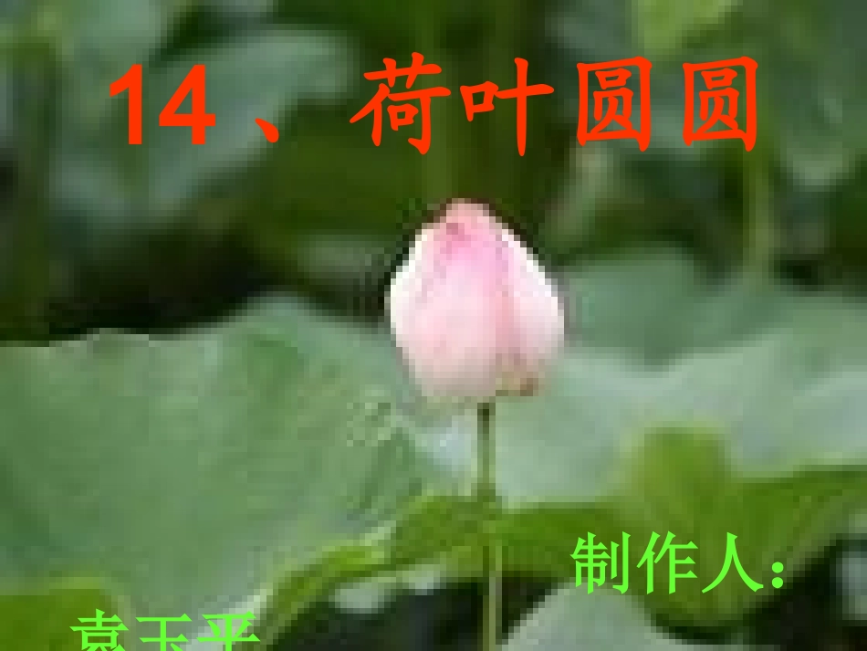 荷叶圆圆 (3)_第1页