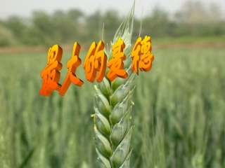 《最大的麦穗》PPT