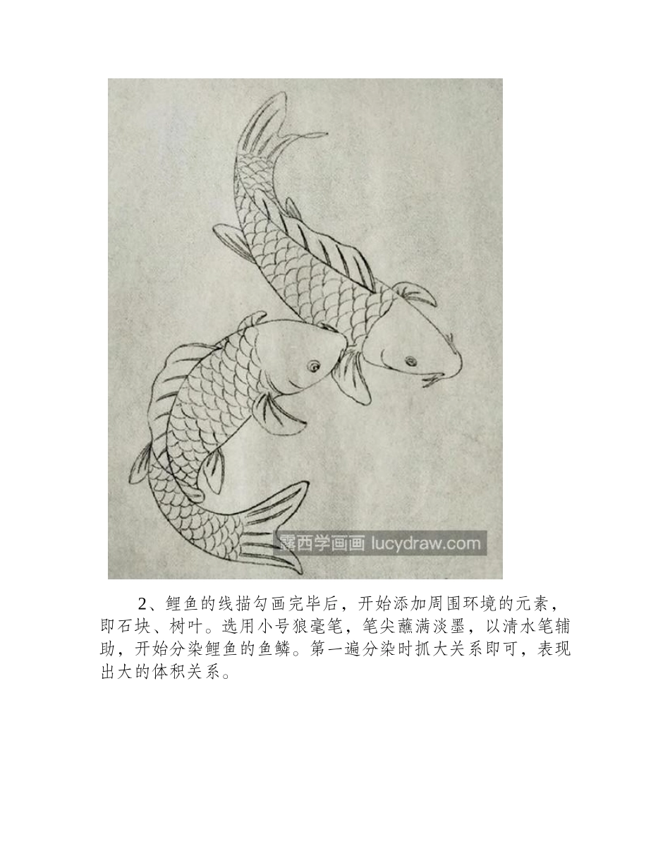 鲤鱼怎么画_教你画两只工笔鲤鱼工笔画教程_第2页