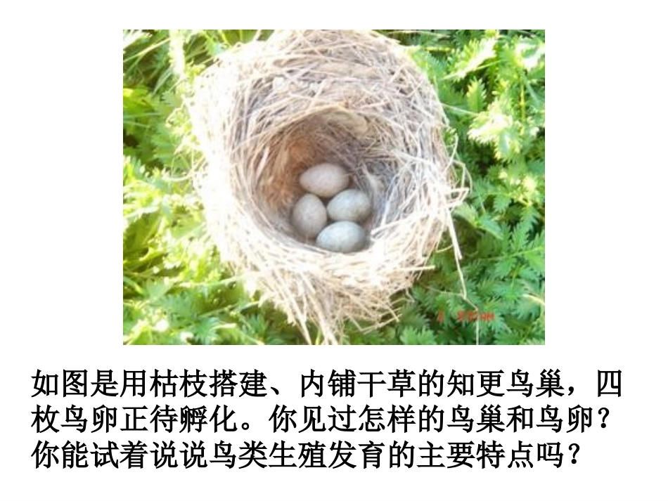人教版八下第一章第四节鸟的生殖与发育（共45张PPT）_第2页