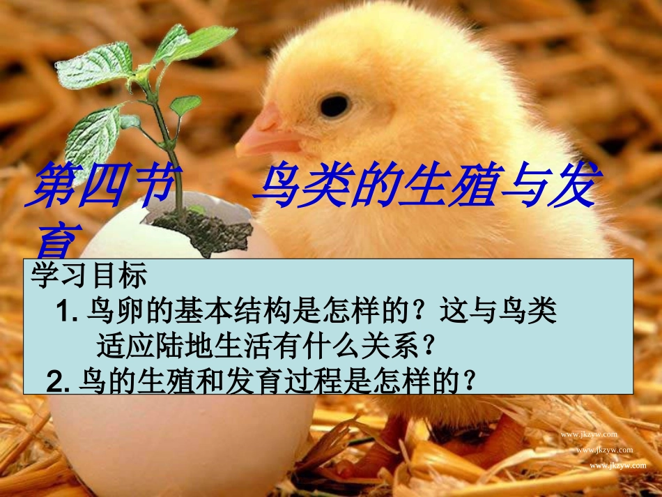 人教版八下第一章第四节鸟的生殖与发育（共45张PPT）_第3页