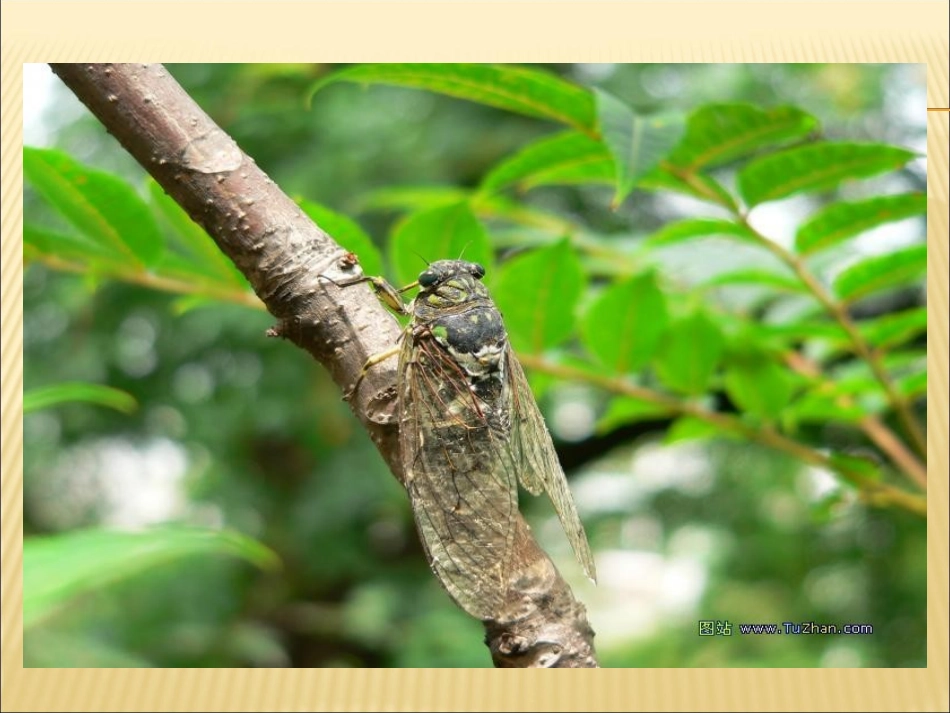 短文两篇课件_第2页