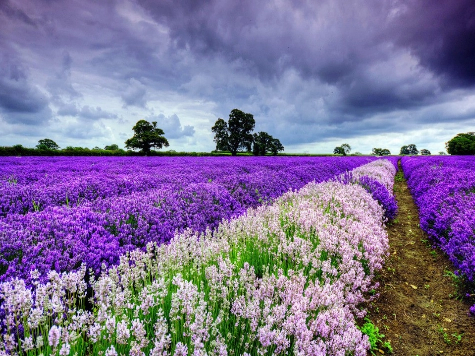 花里的育婴房 (2)_第2页