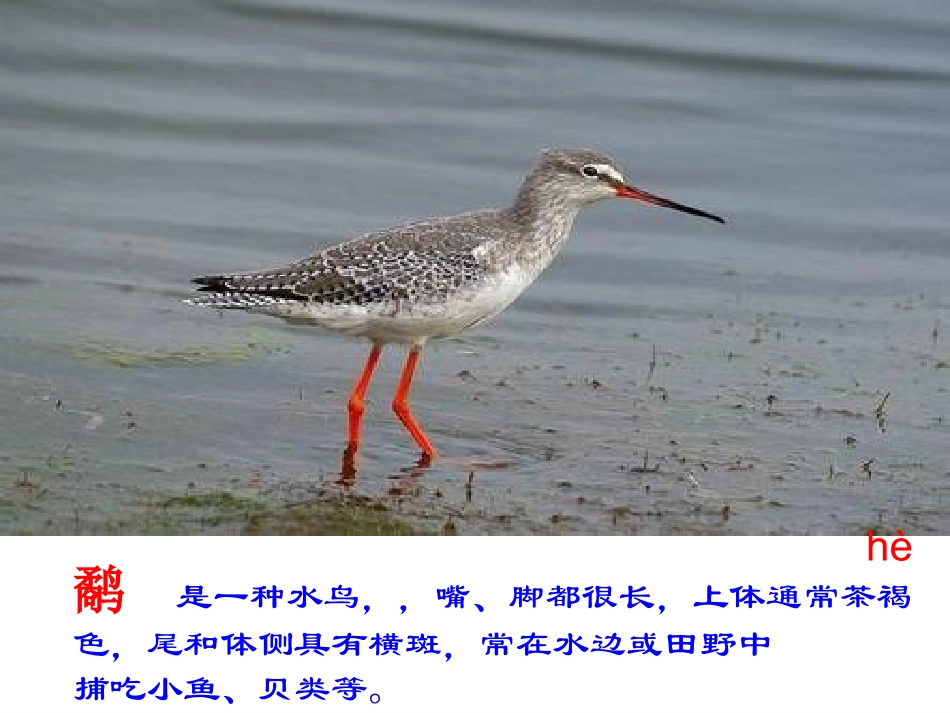 苏教版语文三年级下册鹬蚌相争_课件 (2)_第3页