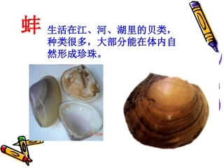 苏教版语文三年级下册鹬蚌相争_课件 (2)