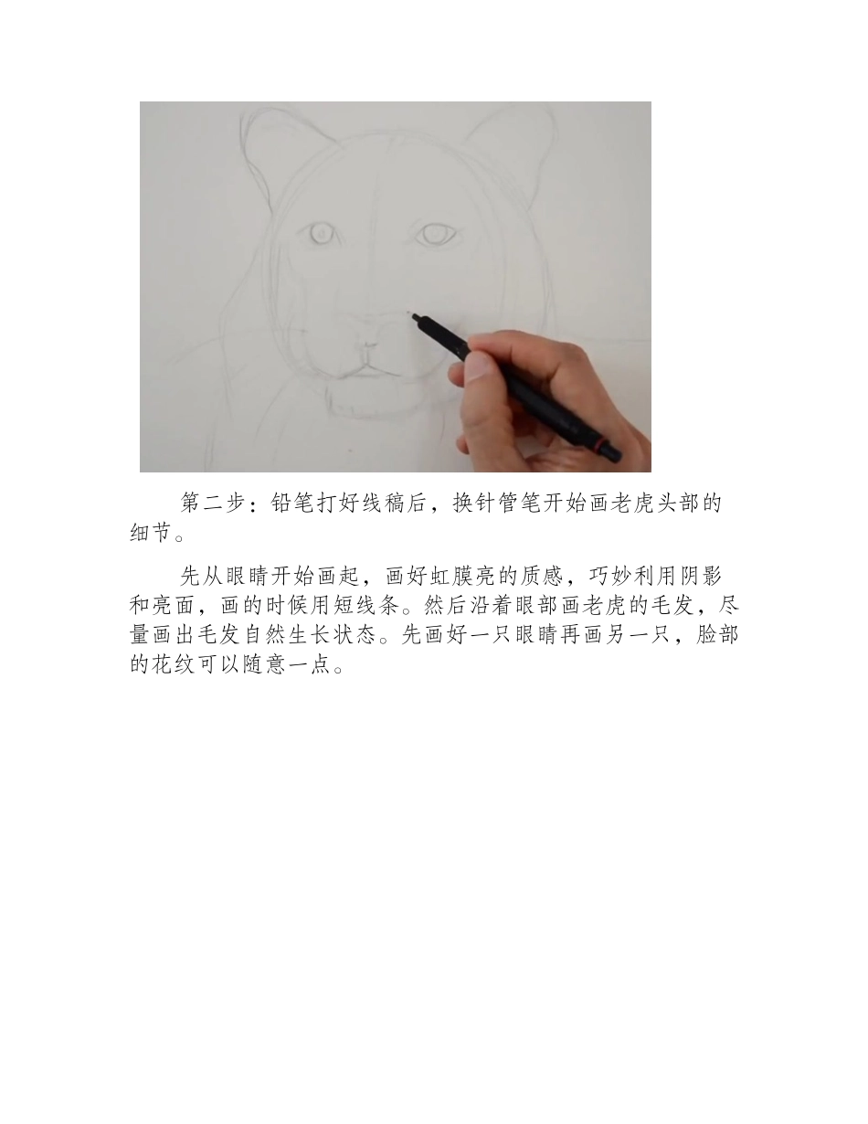 老虎头部速写视频教程速写教程7_第2页