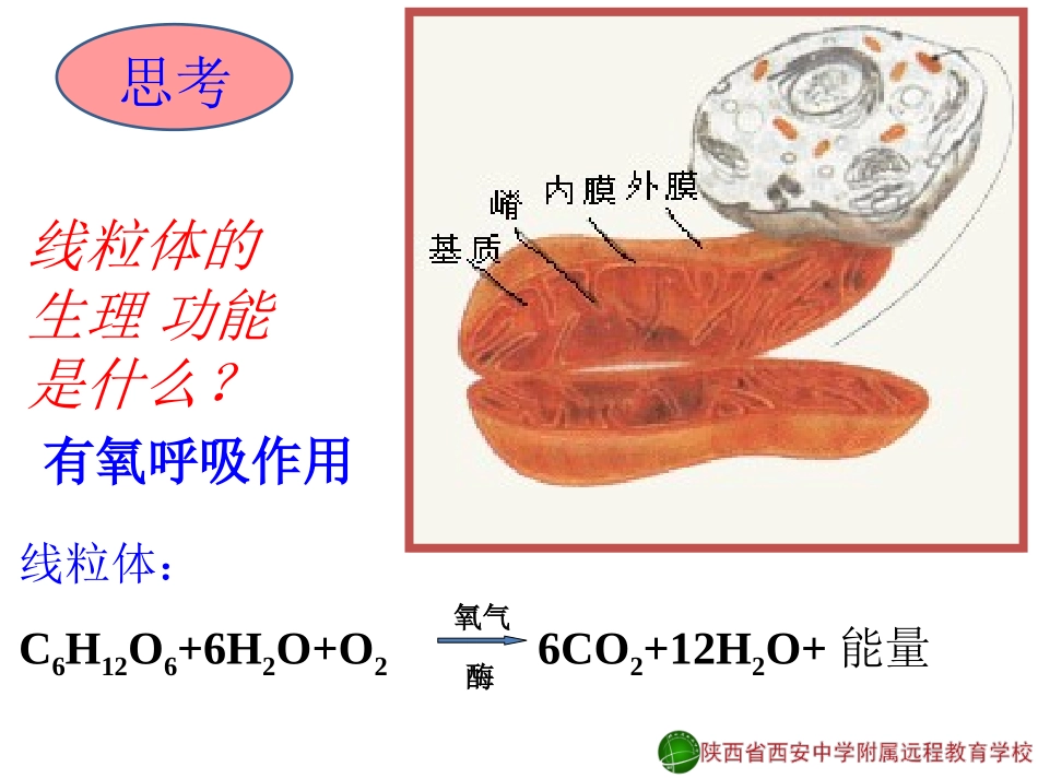 降低化学反应活化能的酶1-郑箫13-11-13_第3页