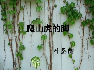 《爬山虎的脚》课件5