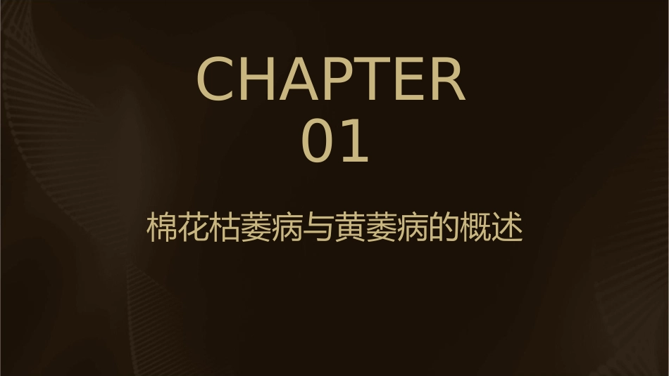 区别点棉花枯萎病棉花黄萎病课件_第3页