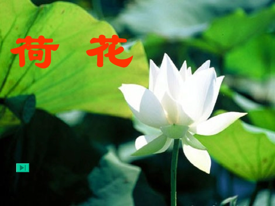 三语下第一单元第三课《荷花》课件_第3页